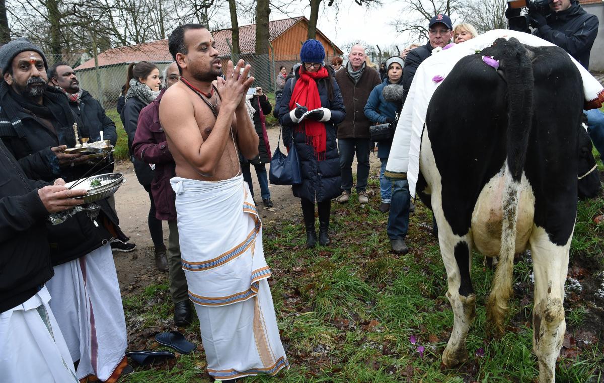 Hindupappi Prasad Agilandam rukoilee Madel-nimisen lehmän vierellä Bremenissä, Saksassa. Madelin on tarkoitus kävellä paikkaan, johon suunnitellaan uutta hindutemppeliä. Mikäli lehmä asettuu kyseiselle paikalle, Prasad Agilandam voi luottaa siihen, että kyseessä on hyvä paikka temppelille.